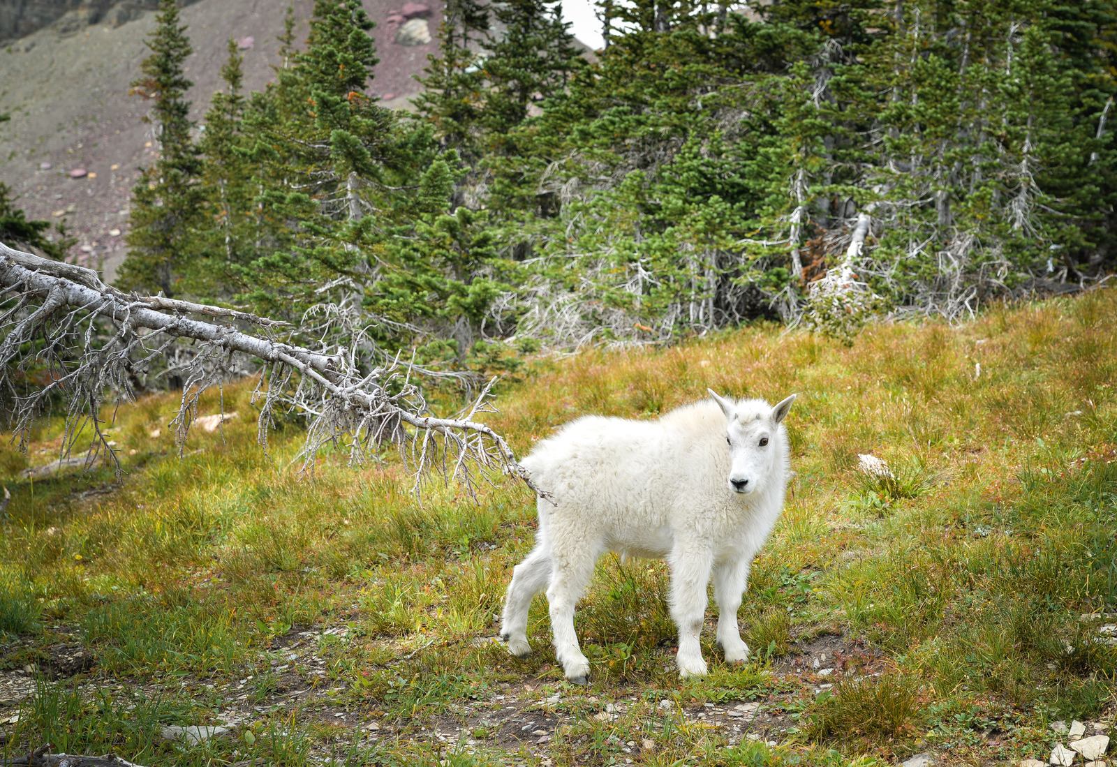 Jolie chèvre des montagnes