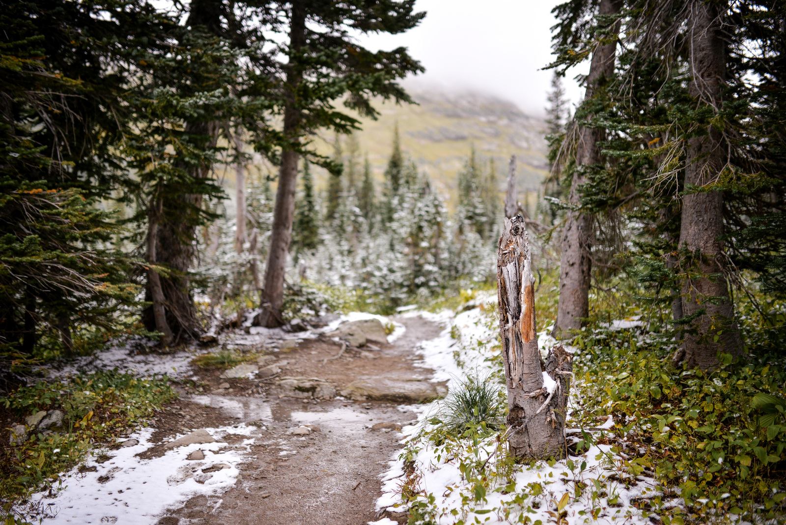 Sur le chemin du retour, Iceberg Lake Trail