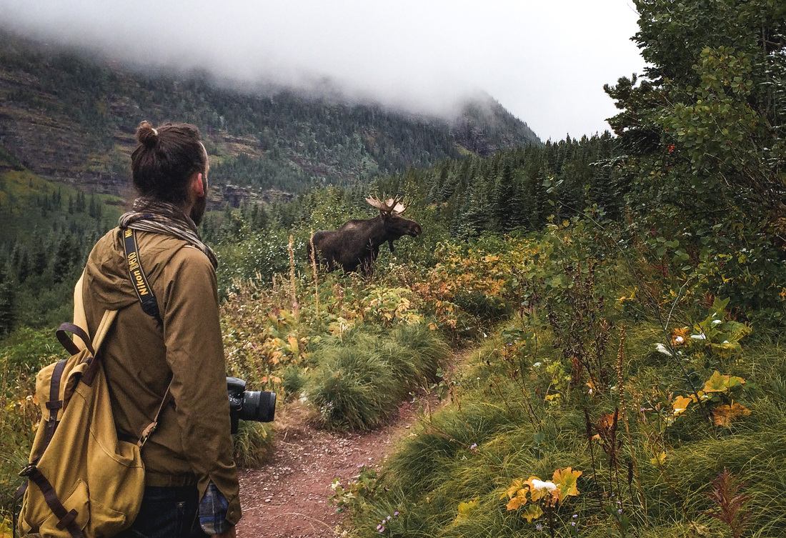 Rencontrer un élan sur le Iceberg Lake Trail