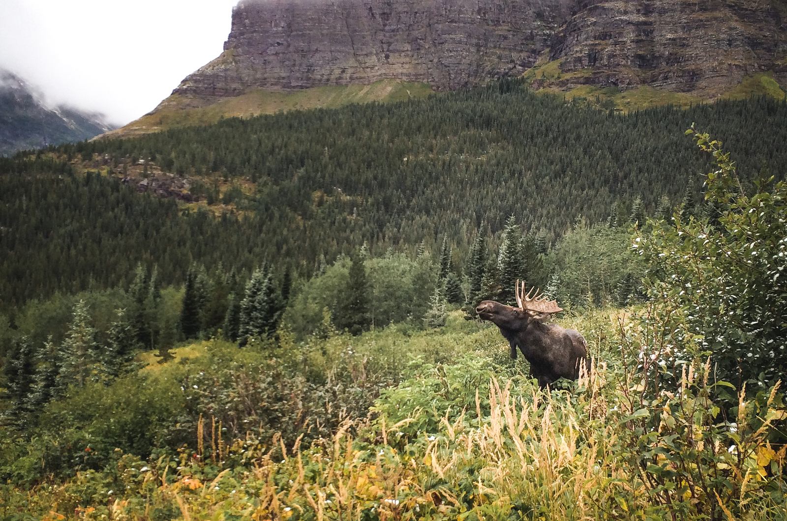 Elan sur le Iceberg Lake Trail Elan sur le Iceberg Lake Trail