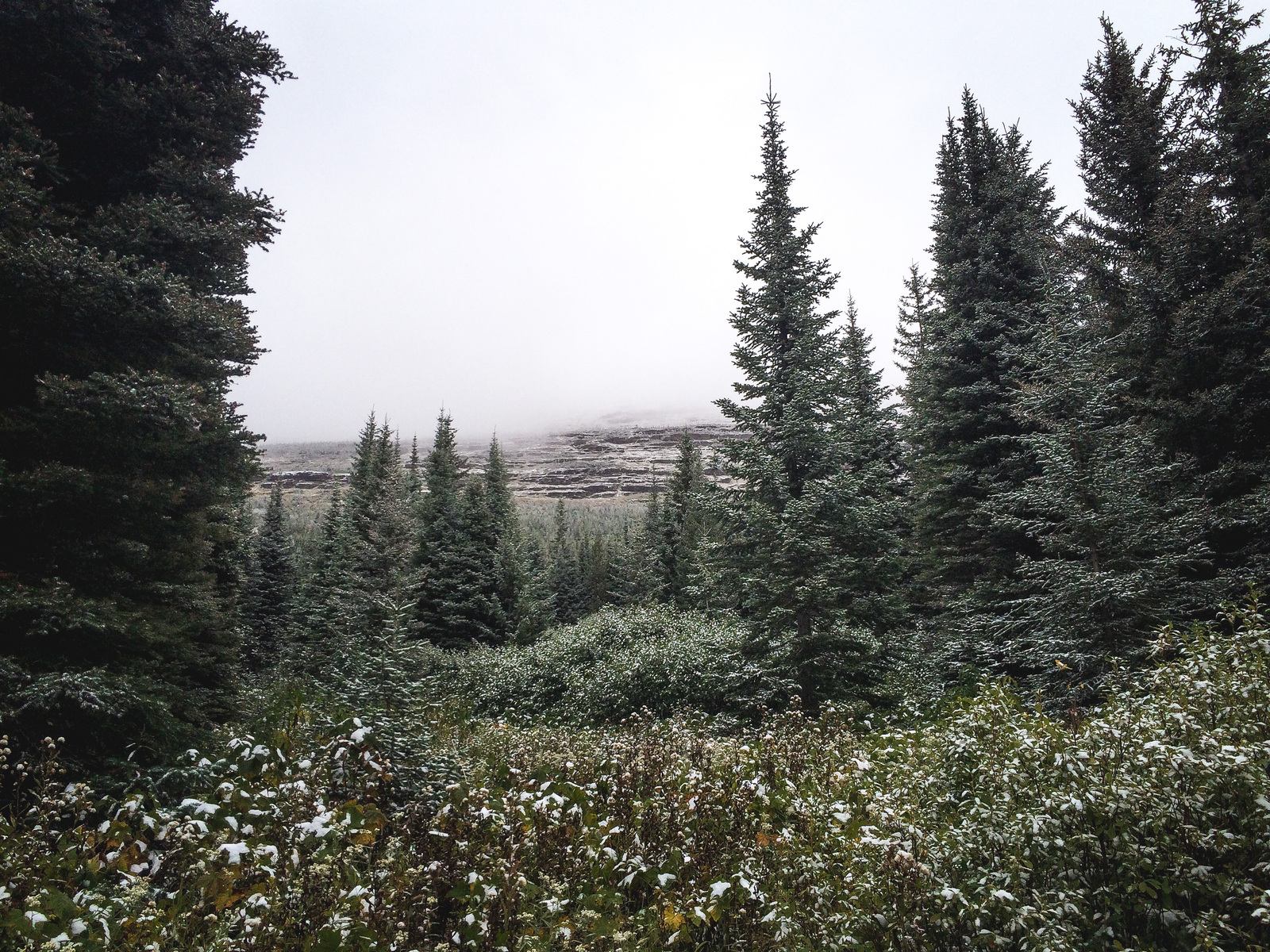 Au coeur de la foret 