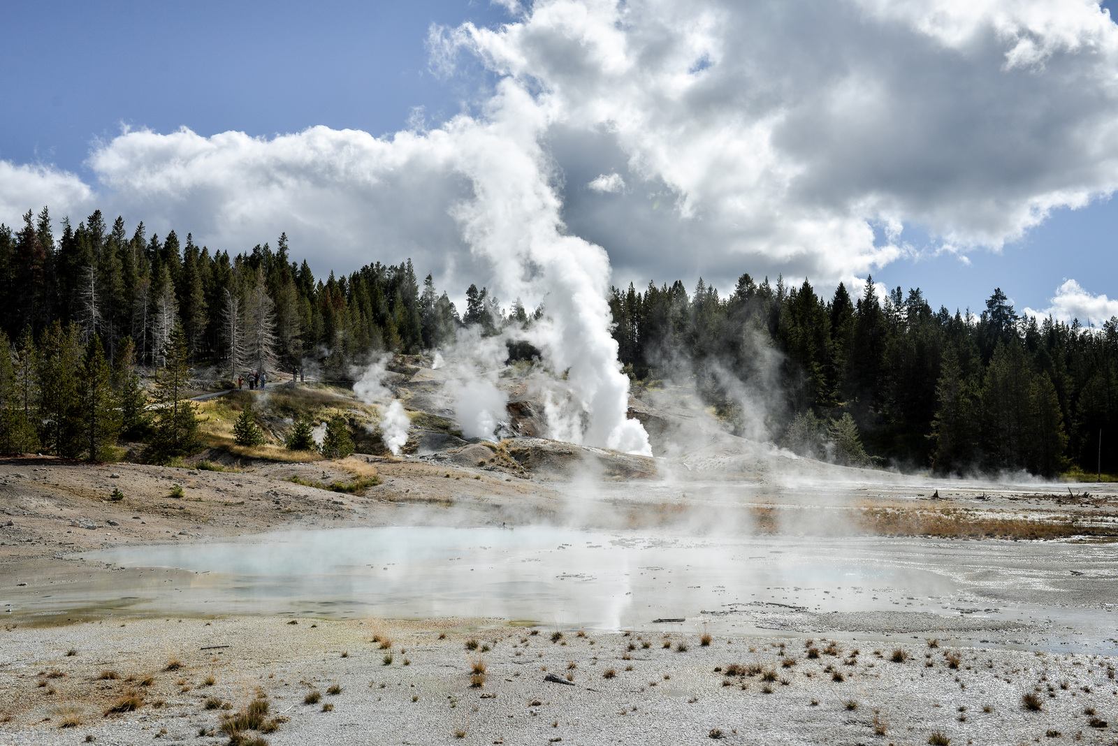 Petits geysers dans le Norris Geyser Basin Petits geysers dans le Norris Geyser Basin