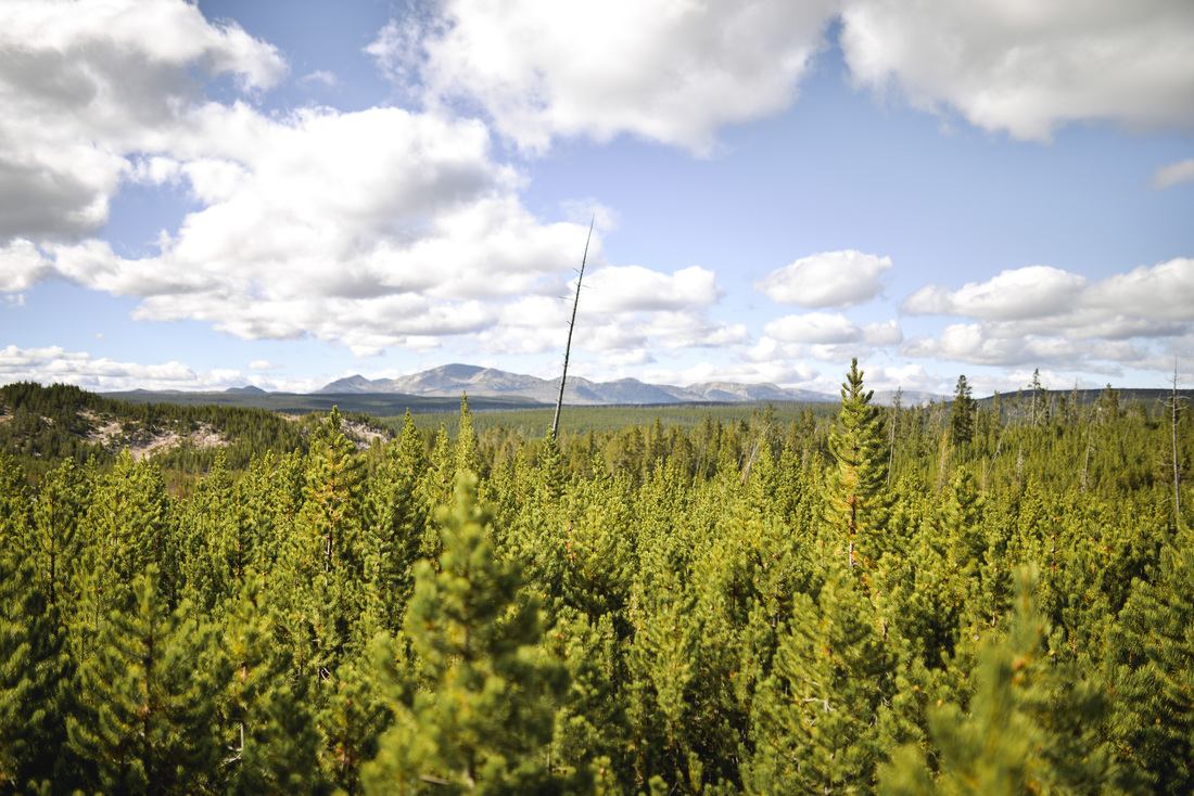 Vue sur la foret depuis Norris Geyser Basin