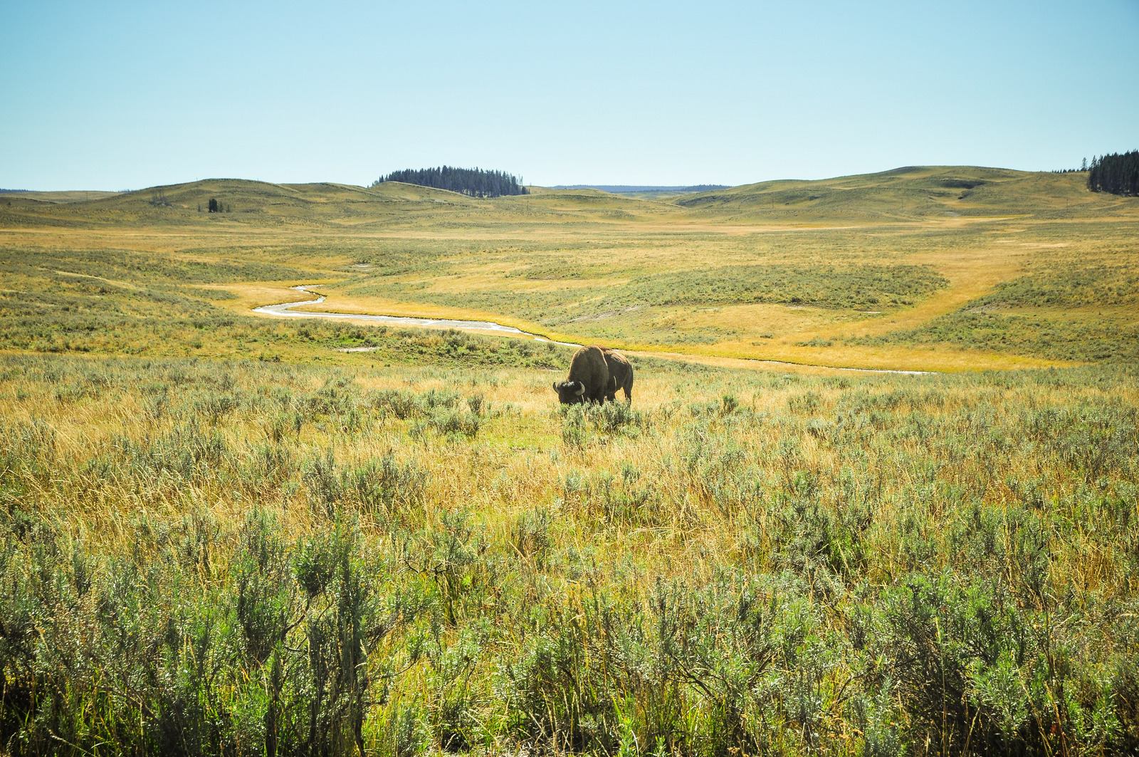 Bison le long de Yellowstone River