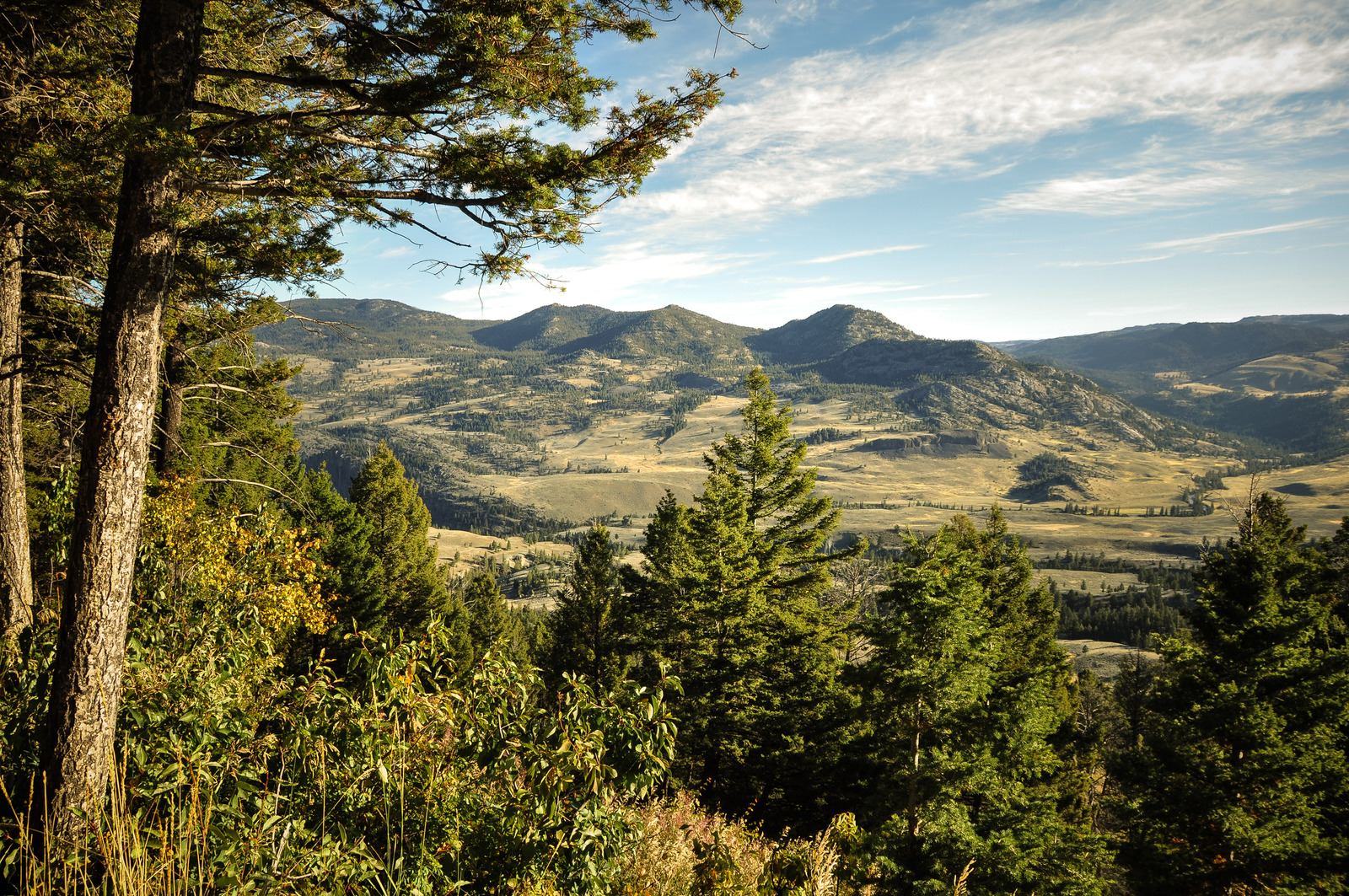 Black Tail Deer Plateau Black Tail Deer Plateau