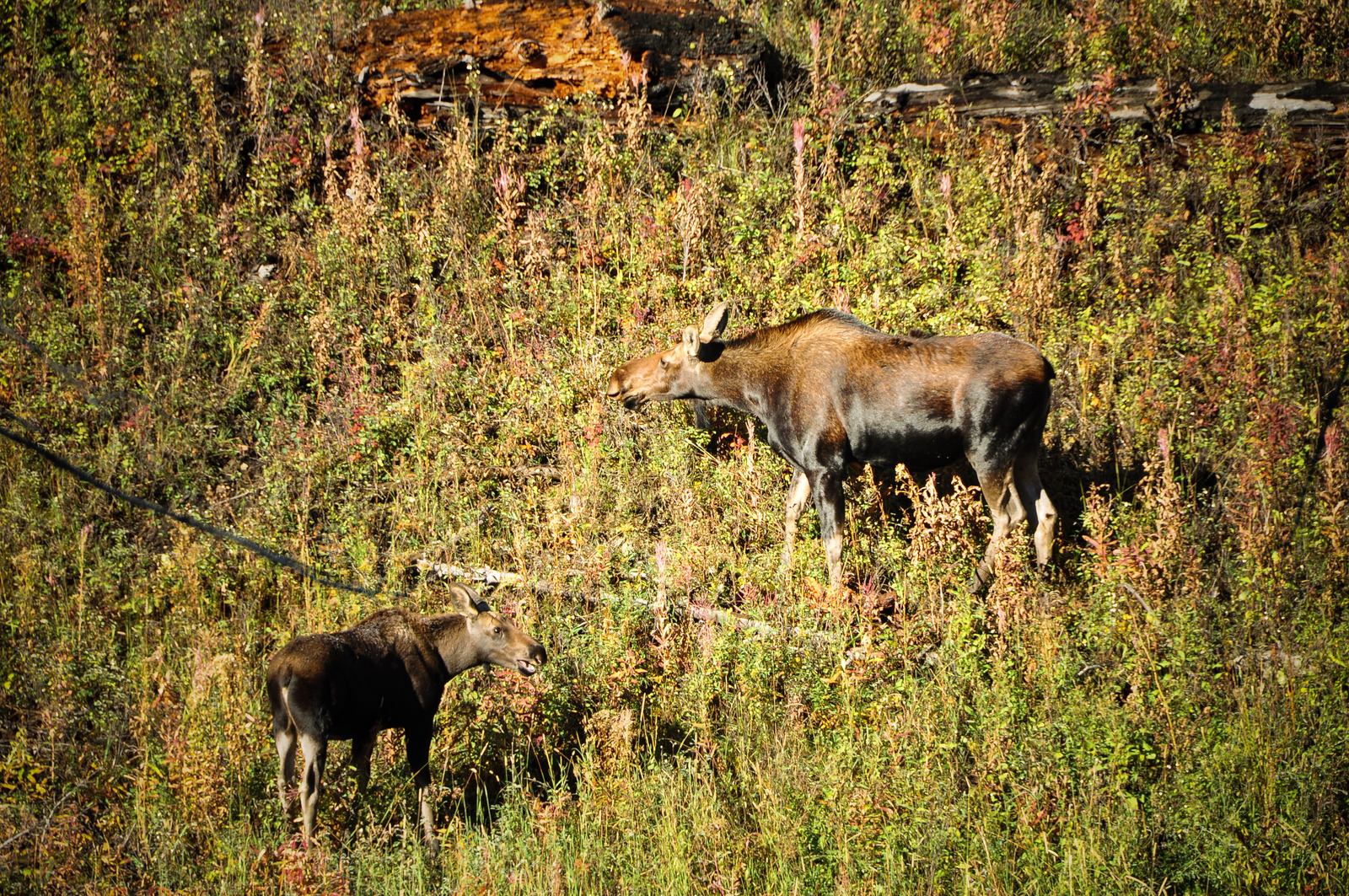 Wapiti sur la route du Petrified Tree Wapiti sur la route du Petrified Tree
