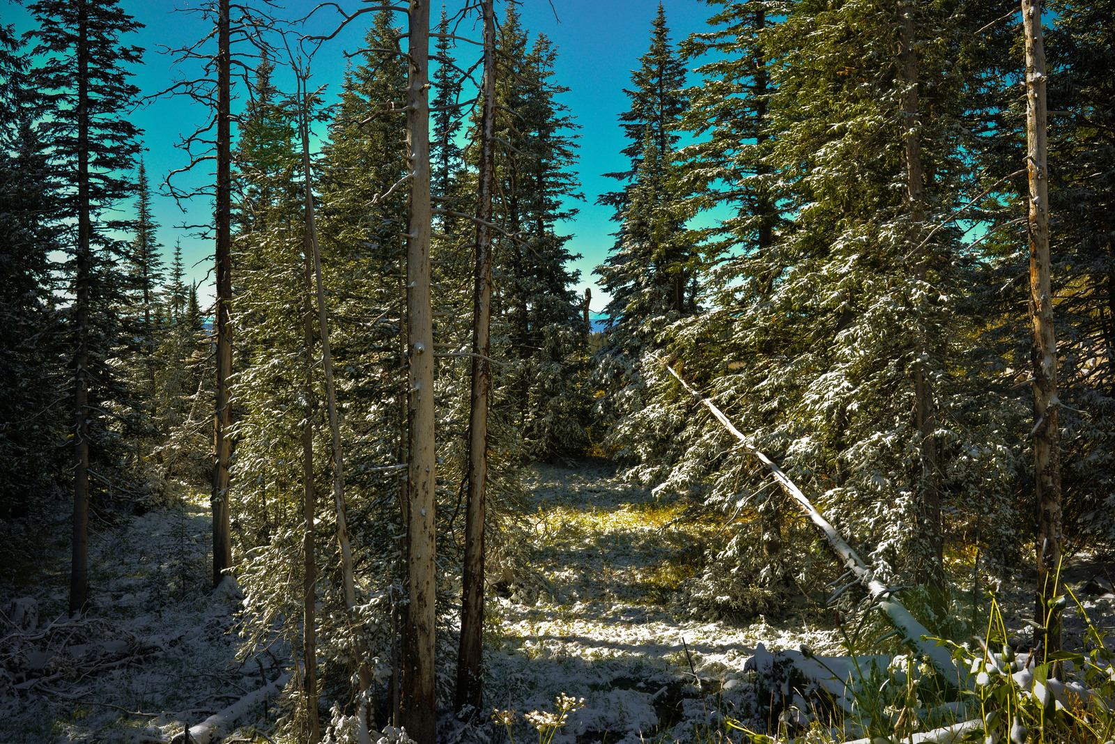 Non loin du Mt Washburn