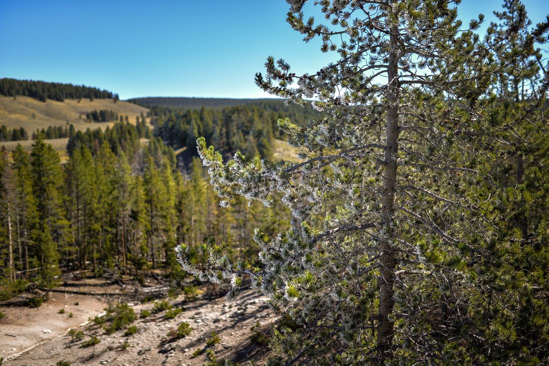 Pin à coté du Mud Volcano