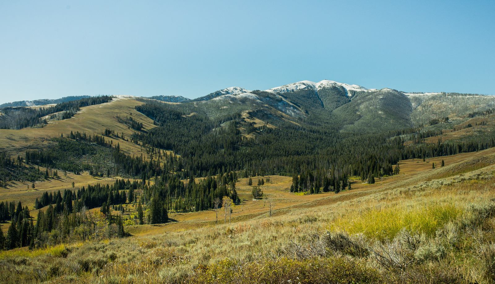 En route pour le Mt Washburn