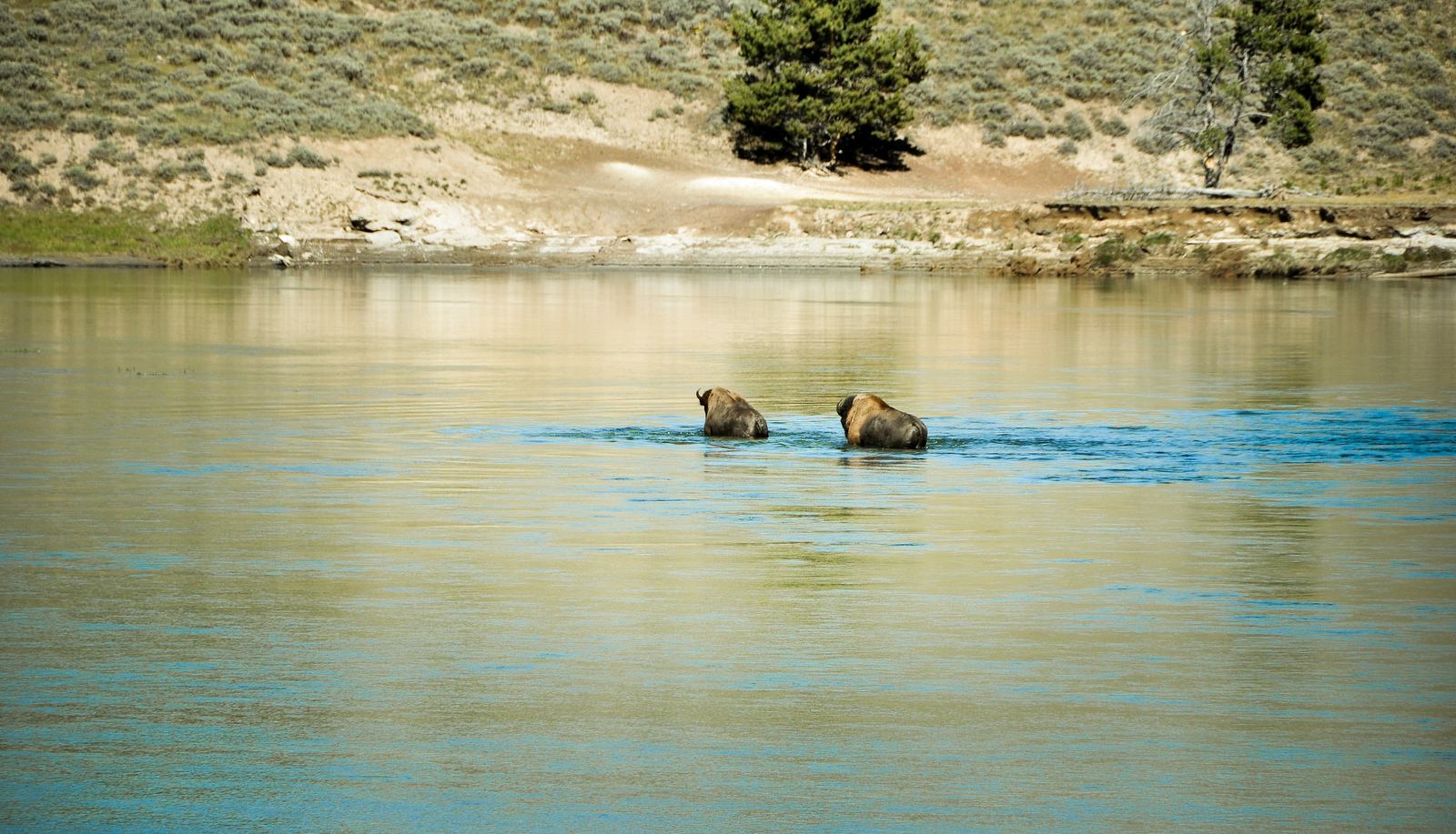 Bisons nageant dans la Yellowstone River Bisons nageant dans la Yellowstone River