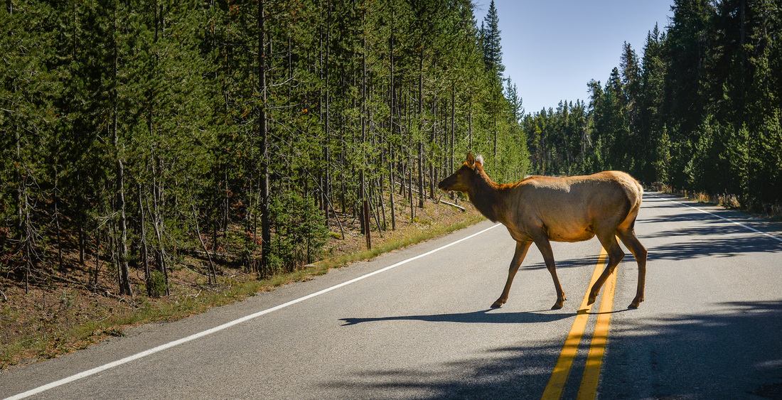 Femelle Wapiti sur la route