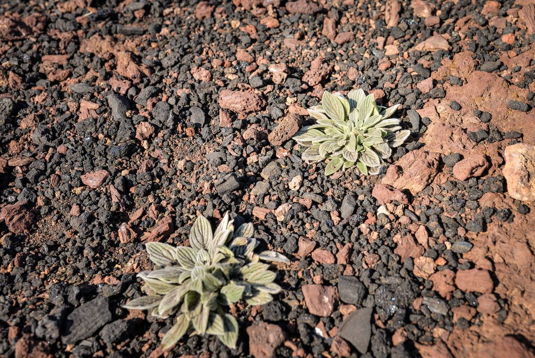 Végétation Craters of the Moon