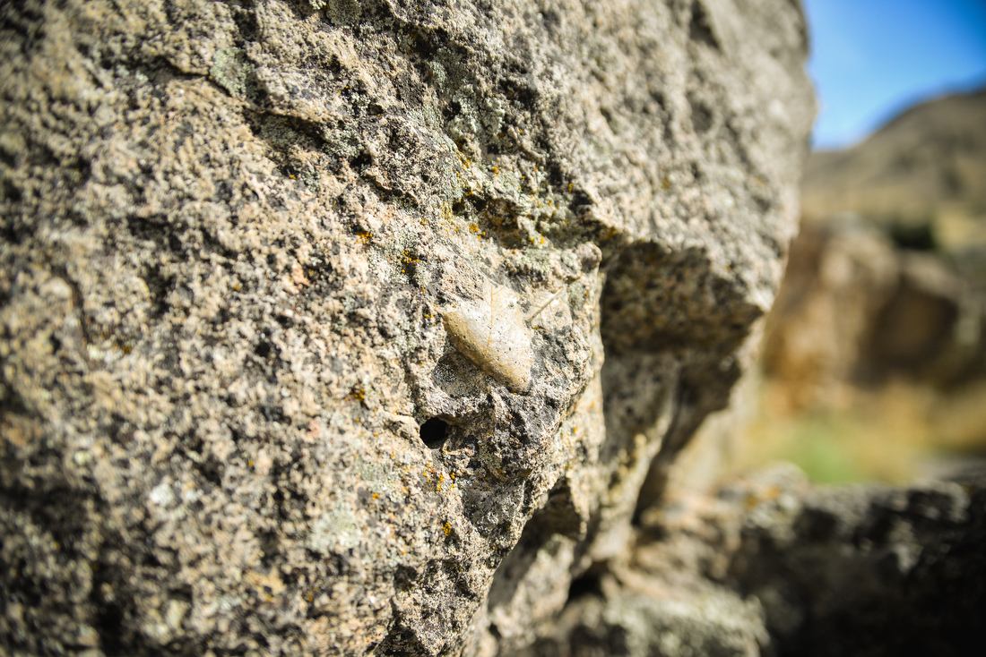 Un des nombreux fossiles