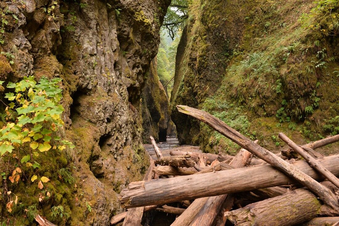 Débris sur le chemin pour Oneonta Falls