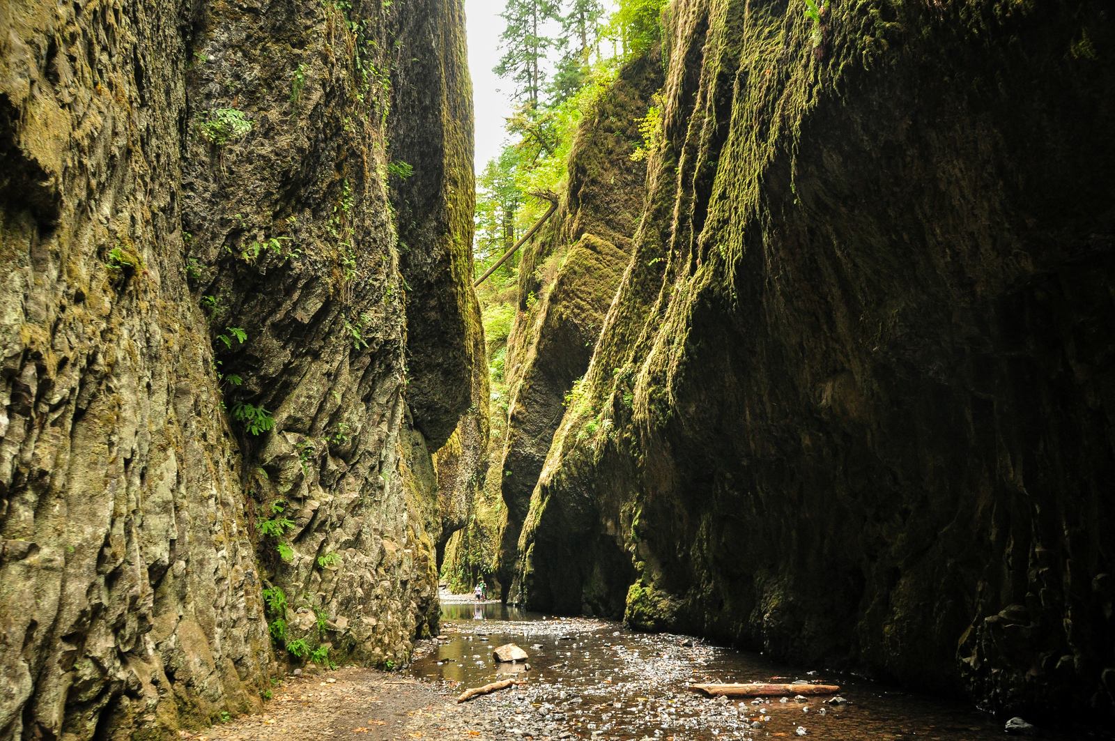 Chemin pour rejoindre les Oneonta Falls