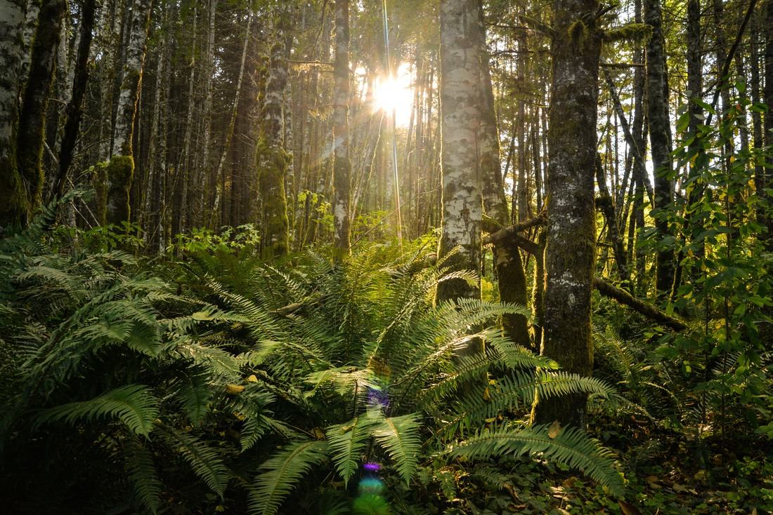 Fin de journée dans la foret 