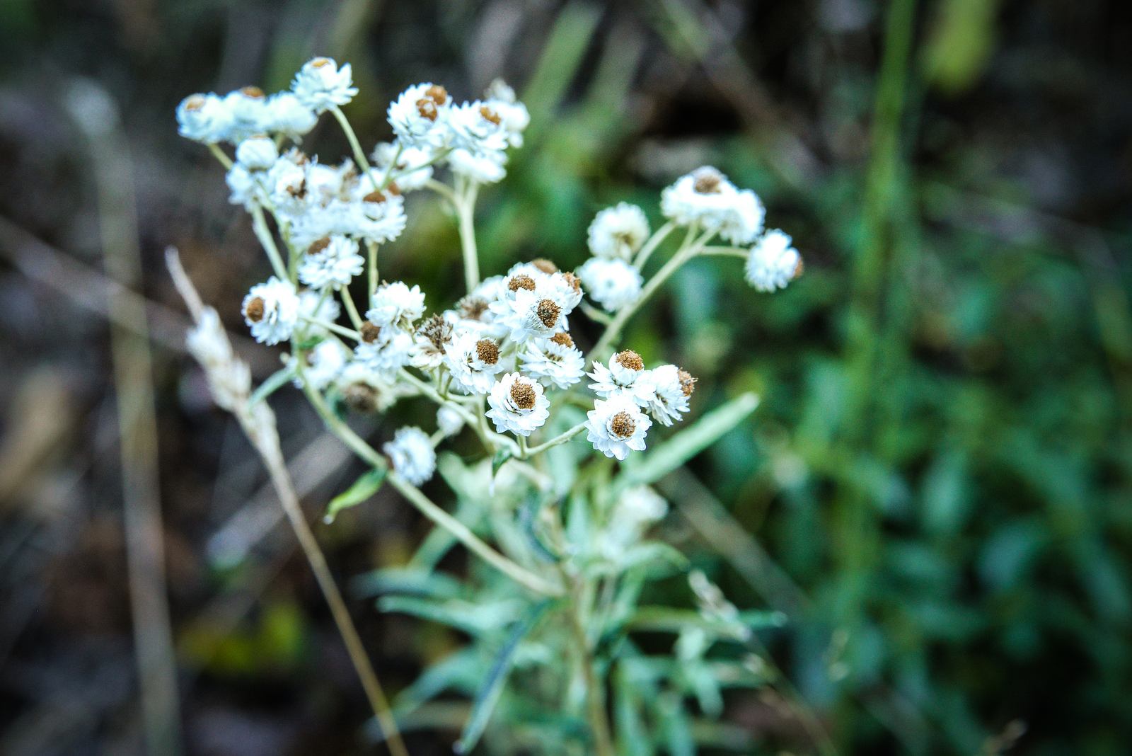 Végétation du Mt St Helens