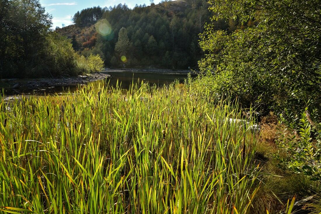 Végétation de Coldwater Lake