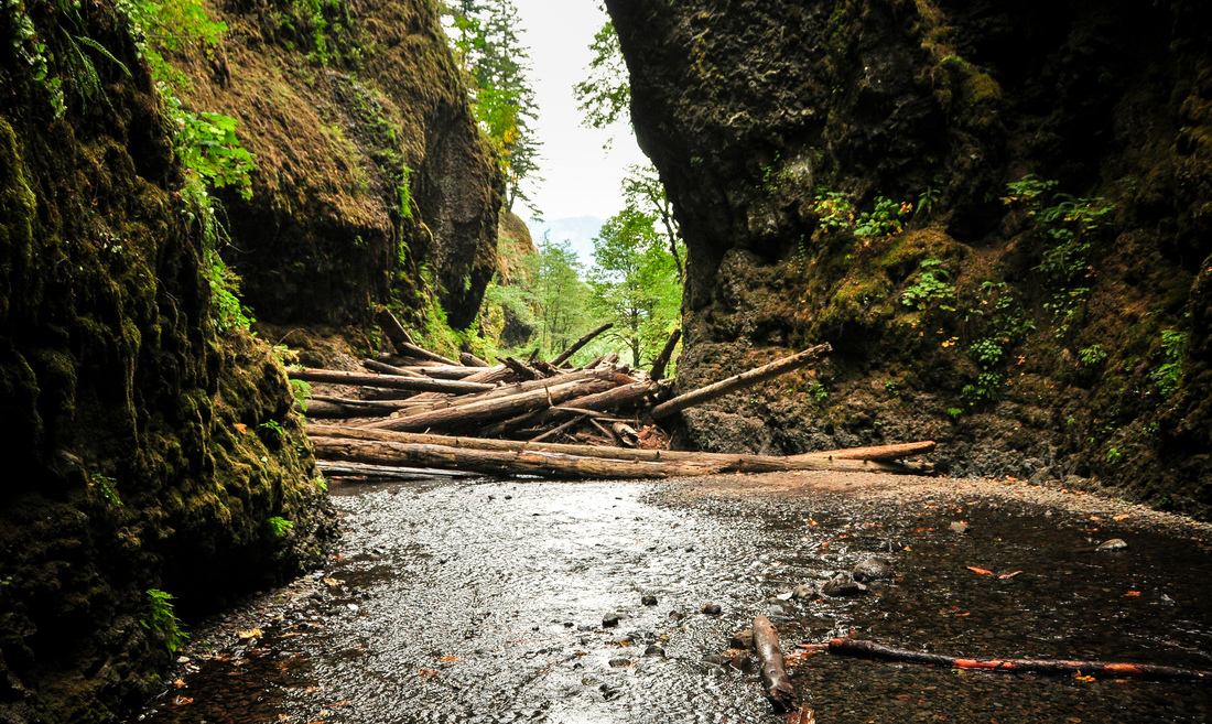 Souches d'arbres à Oneonta Falls
