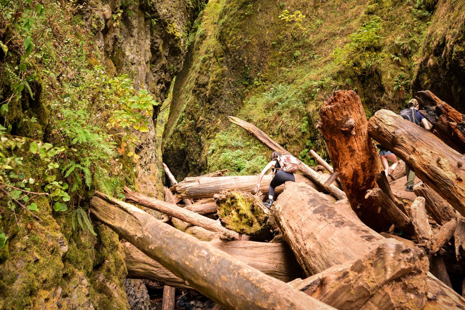 Débris et arbres à Oneonta Falls