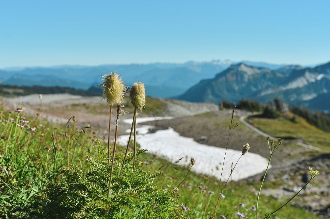Végétation au Mt Rainier
