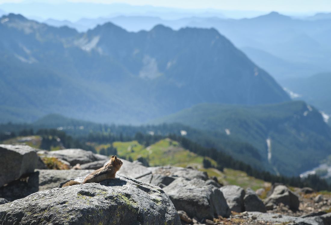 Chipmunk admirant le paysage