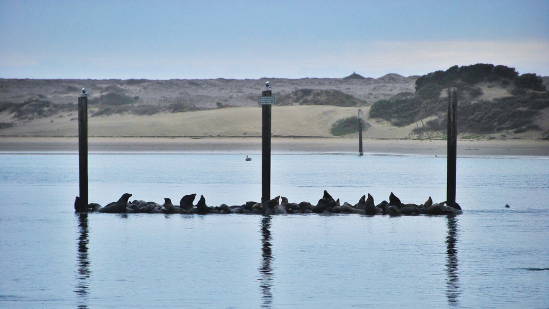 Lions de Mer, Morro Bay