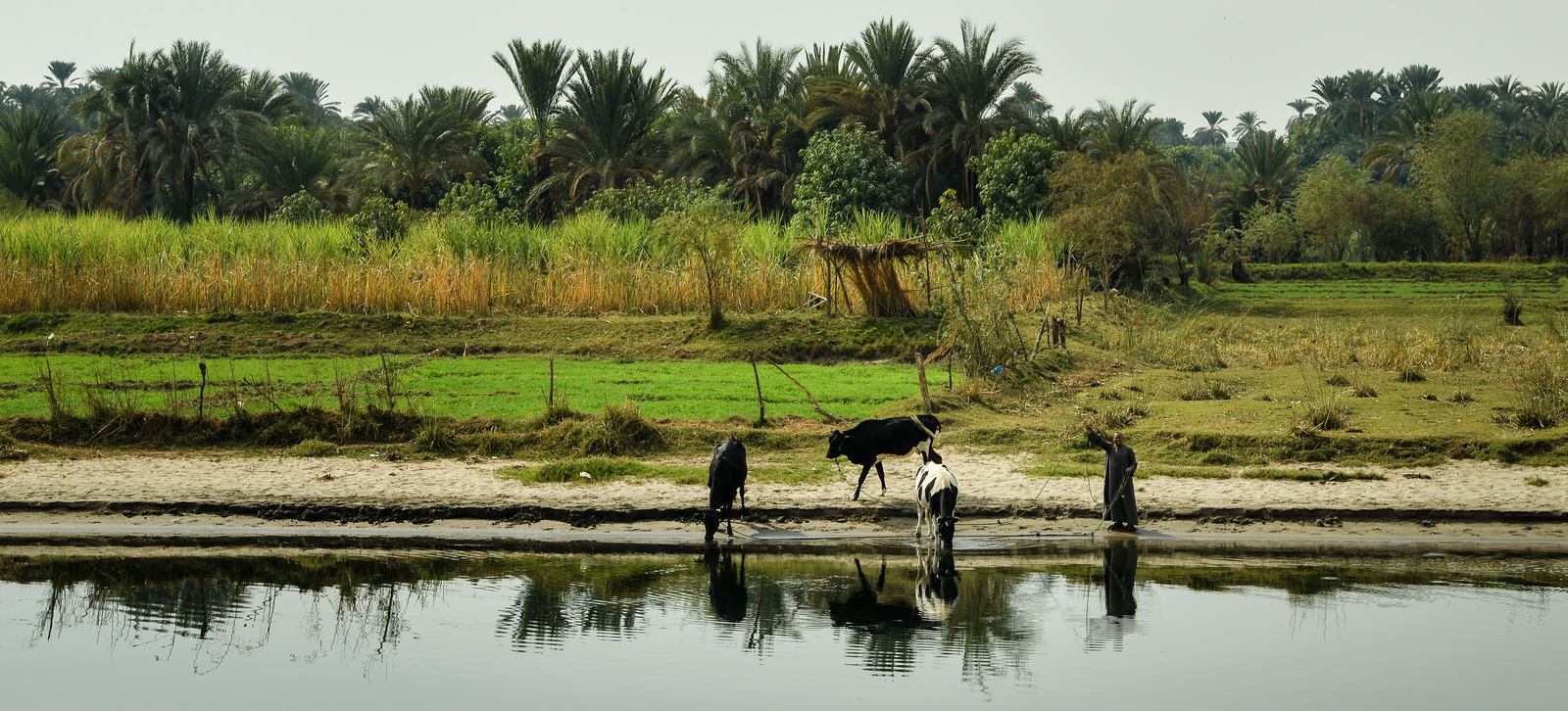 Paysan et ses vaches Paysan et ses vaches