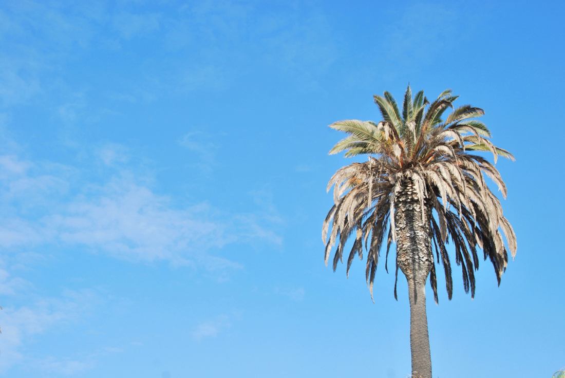 Palmier, Los Angeles