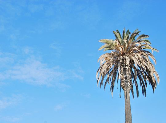 Los Angeles, entre Beverly Hills, Hollywood et Venice Beach