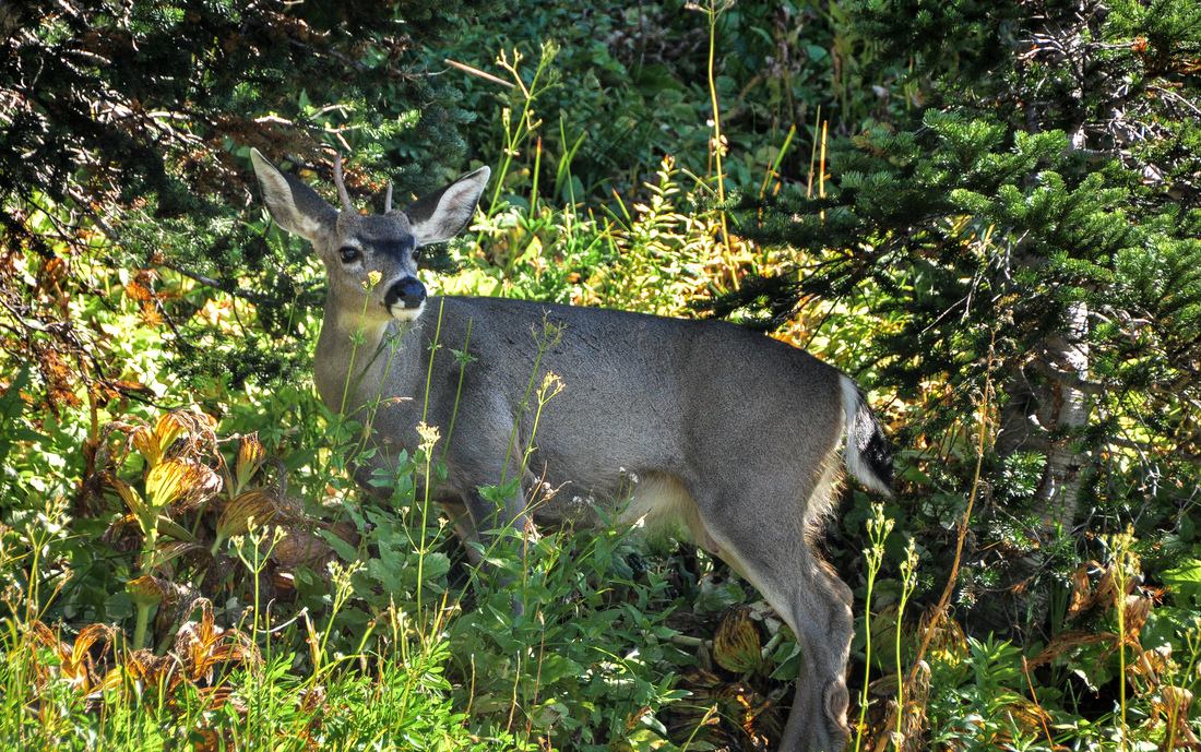 Black tail deer 
