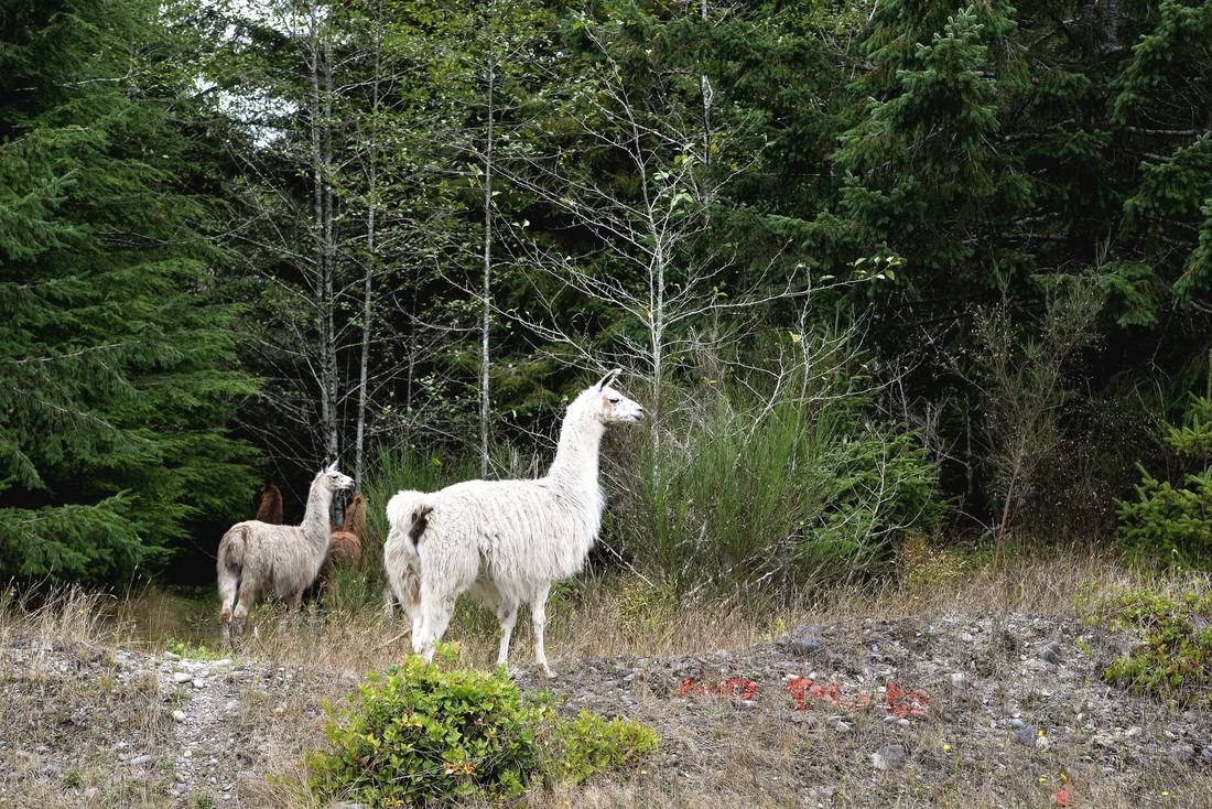 Lamas le long de la road 101
