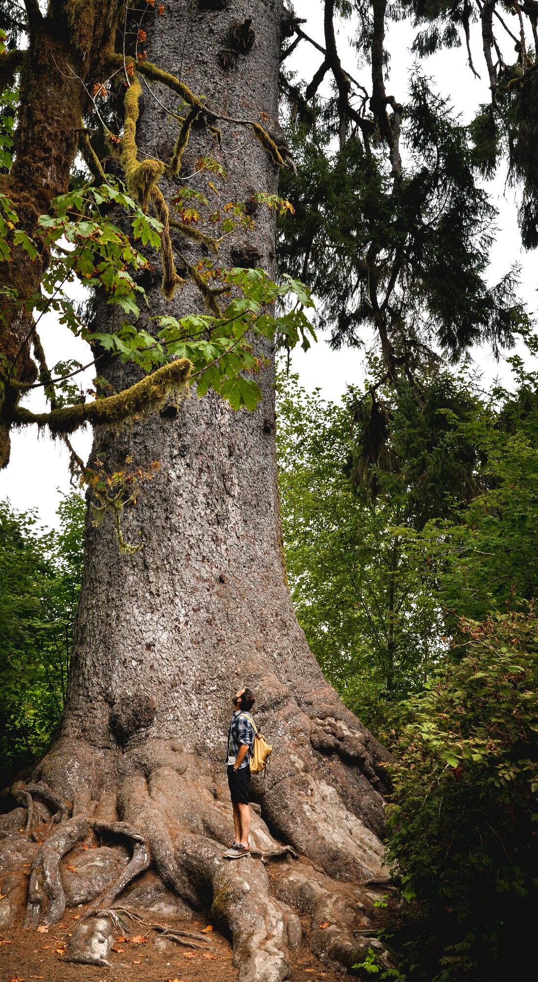 Au pied de l'épicéa le plus grand du monde