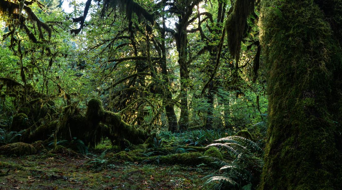 Au milieu de la jungle 