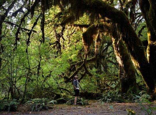 Olympic National Park et la Hoh Rainforest