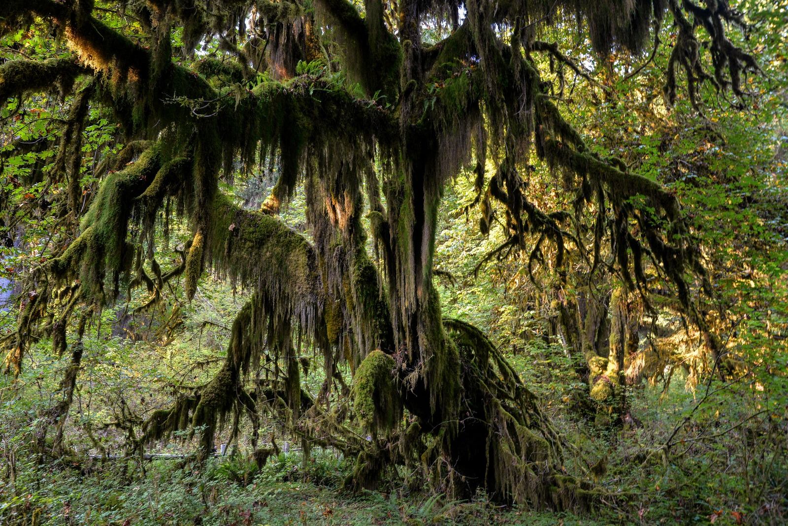 Végétation de la Hoh rainforest
