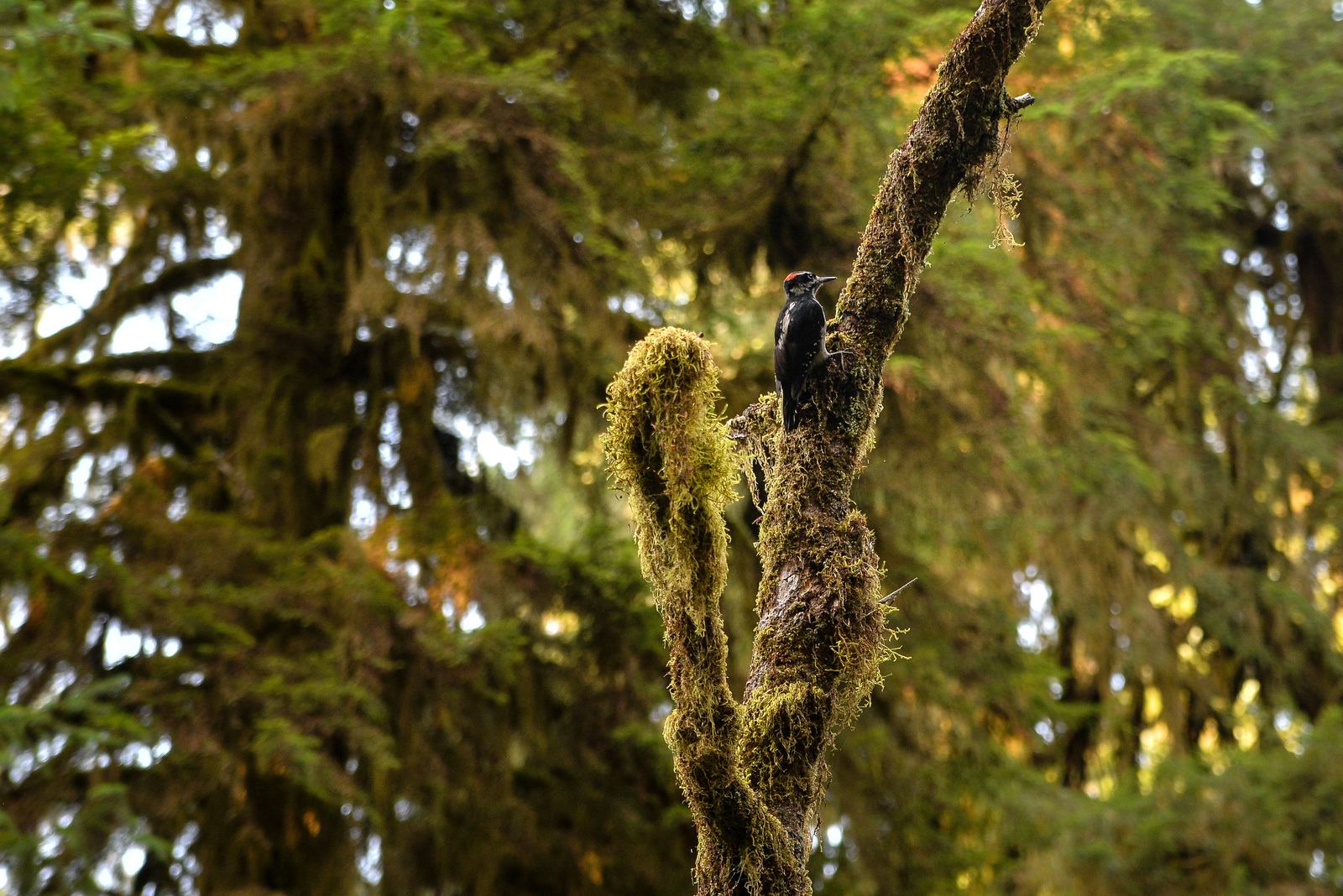 Pic vert, Hoh rainforest