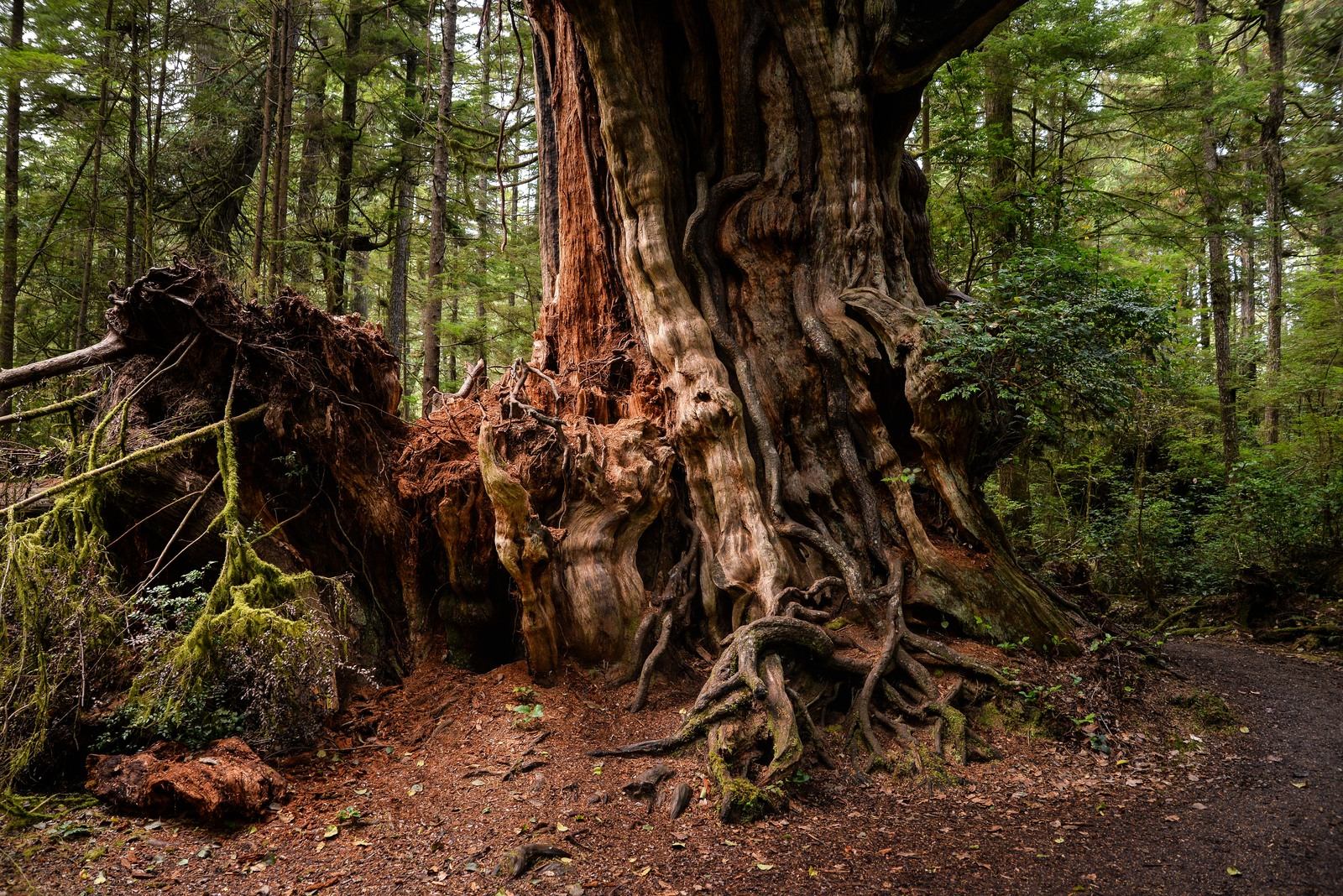 Big red cedar Big red cedar