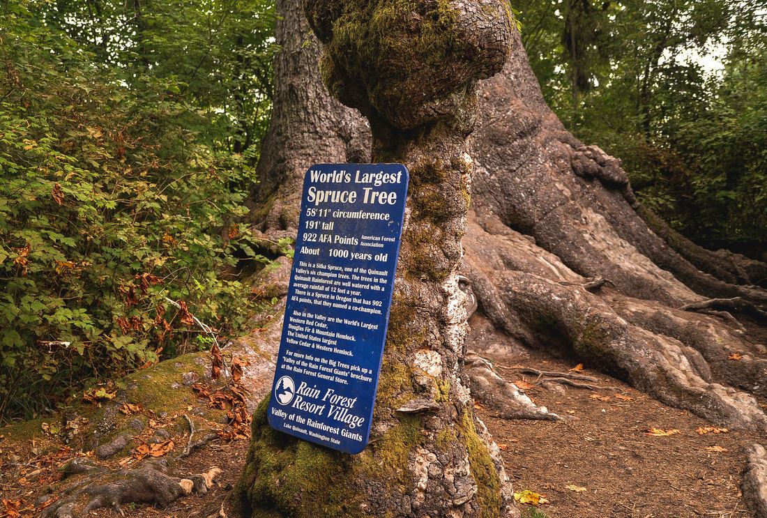World largest spruce tree