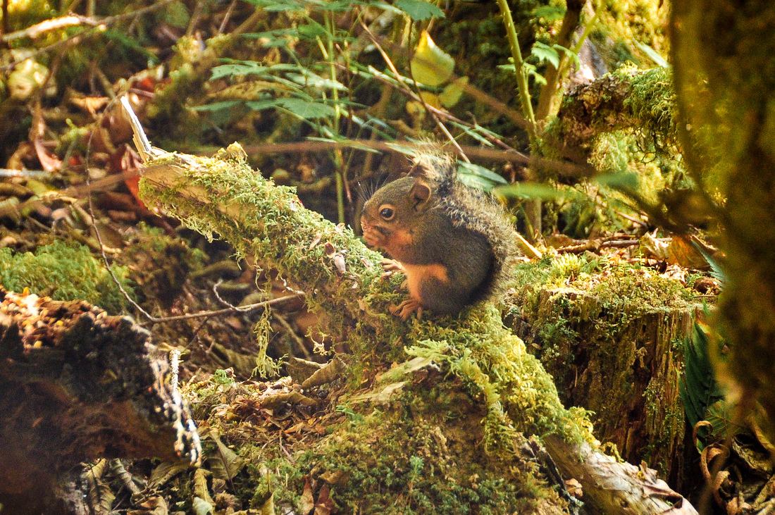 Ecureuil, Hoh rainforest