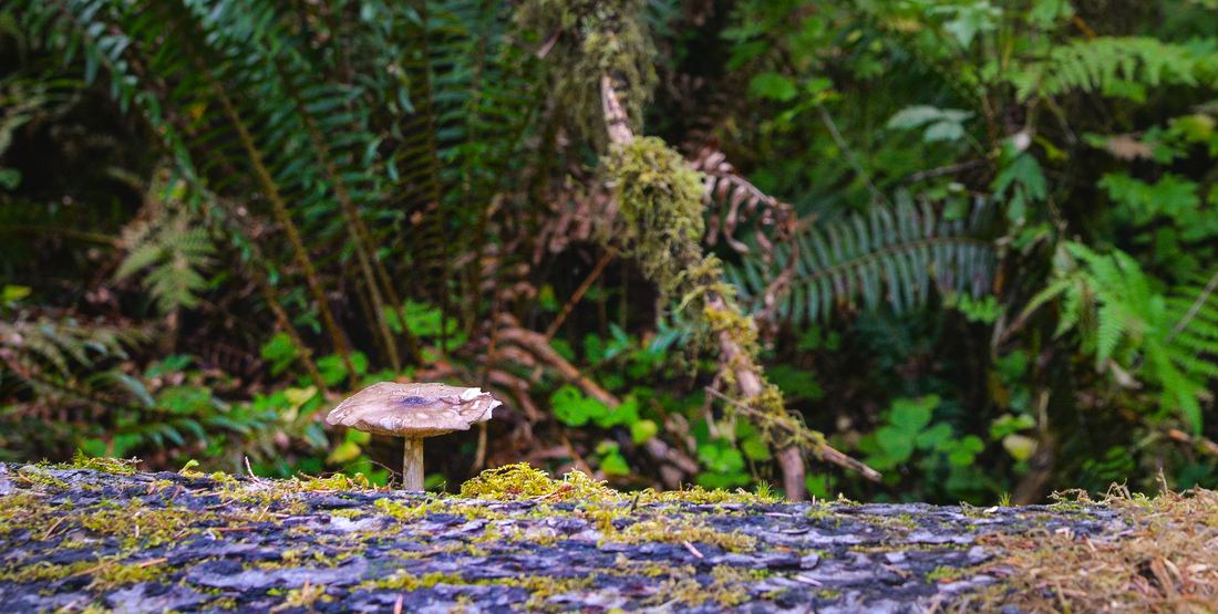 Champignon, Hoh rainforest