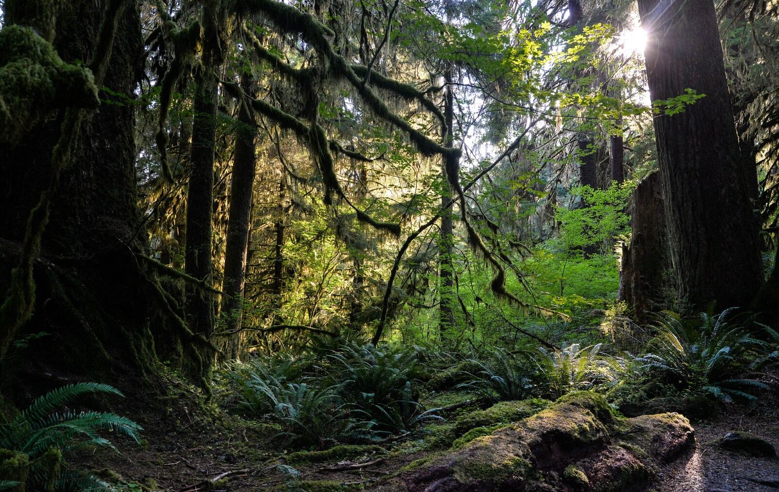 Lumière de fin de journée sur la Hoh rainforest