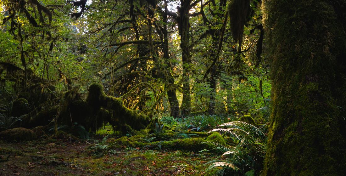 Rainforest envahie de mousse