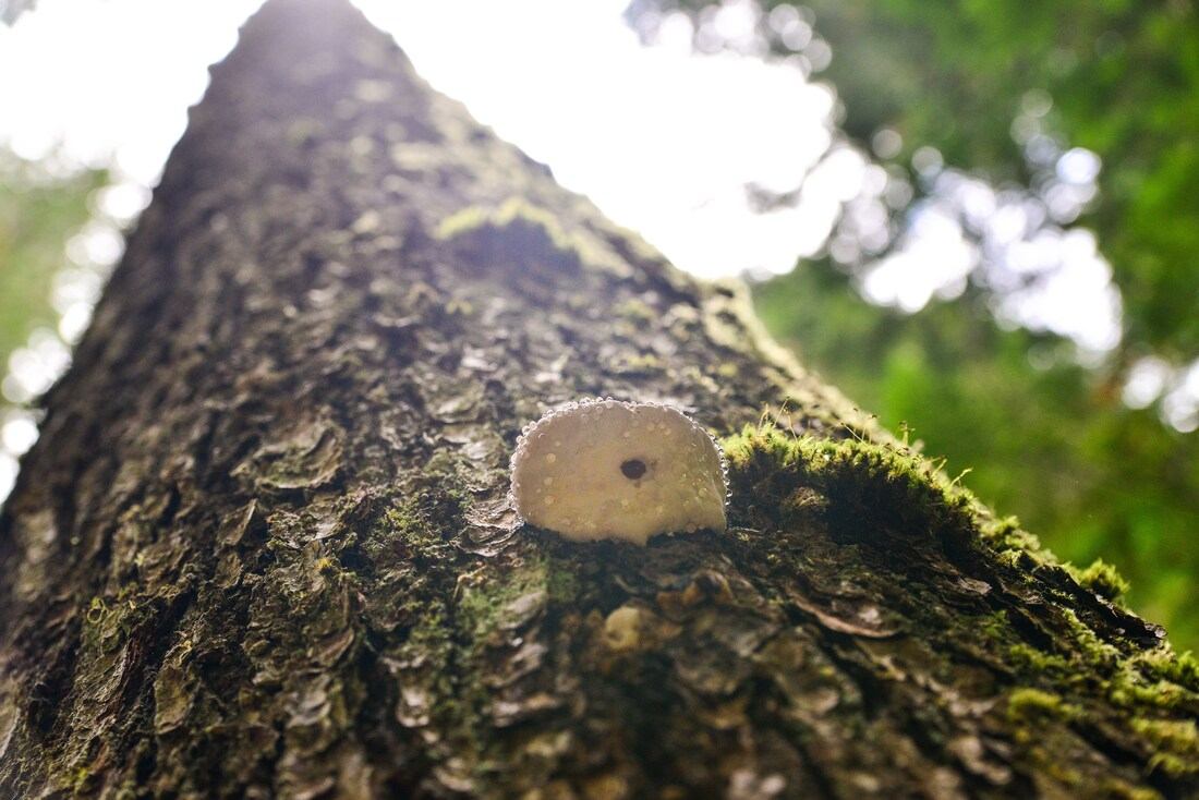 Végétation de la péninsule olympique
