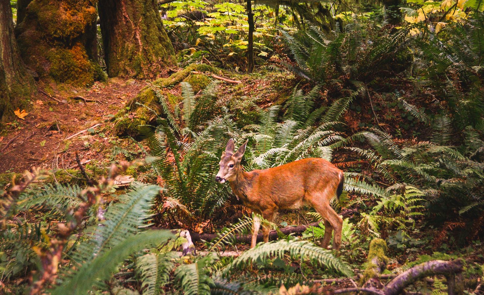 Daim au coeur de la foret Olympique