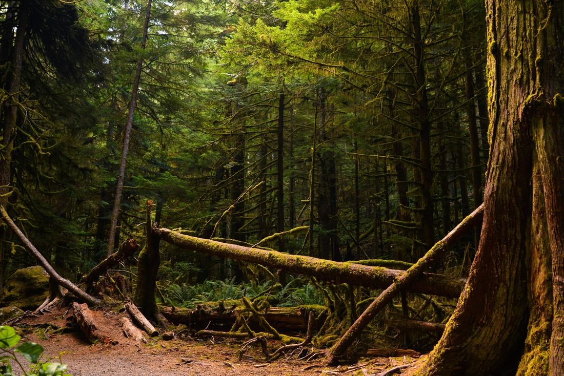 Foret typique de washington