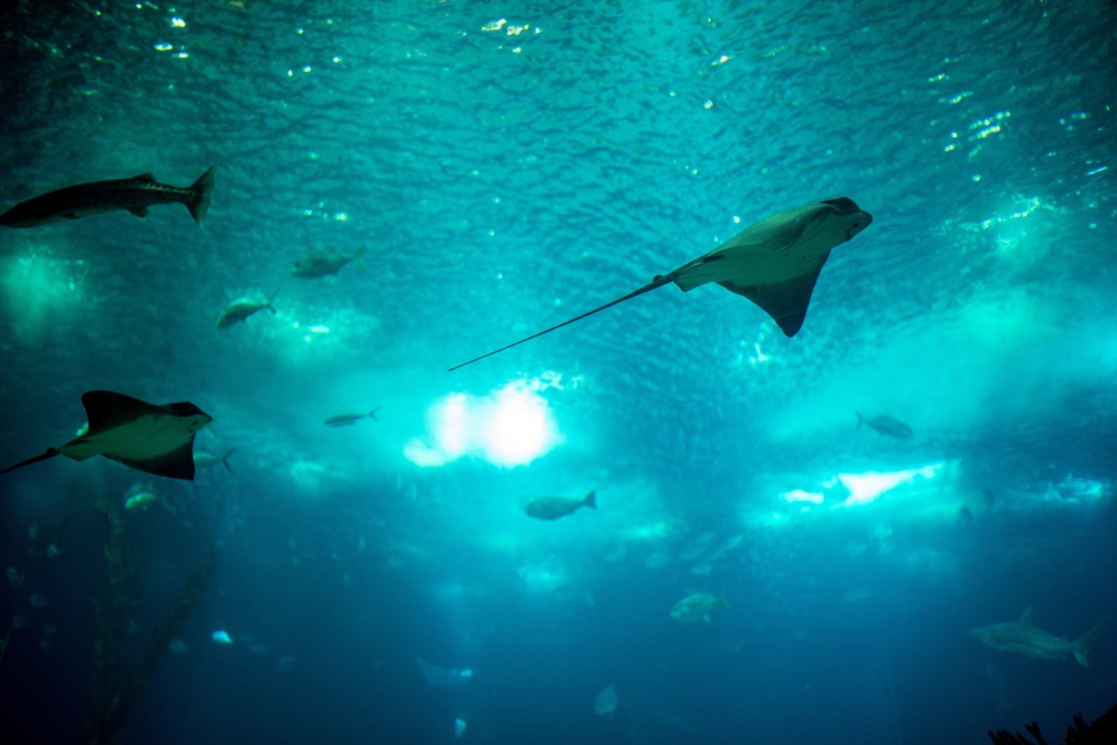 Observer les raies Observer les raies