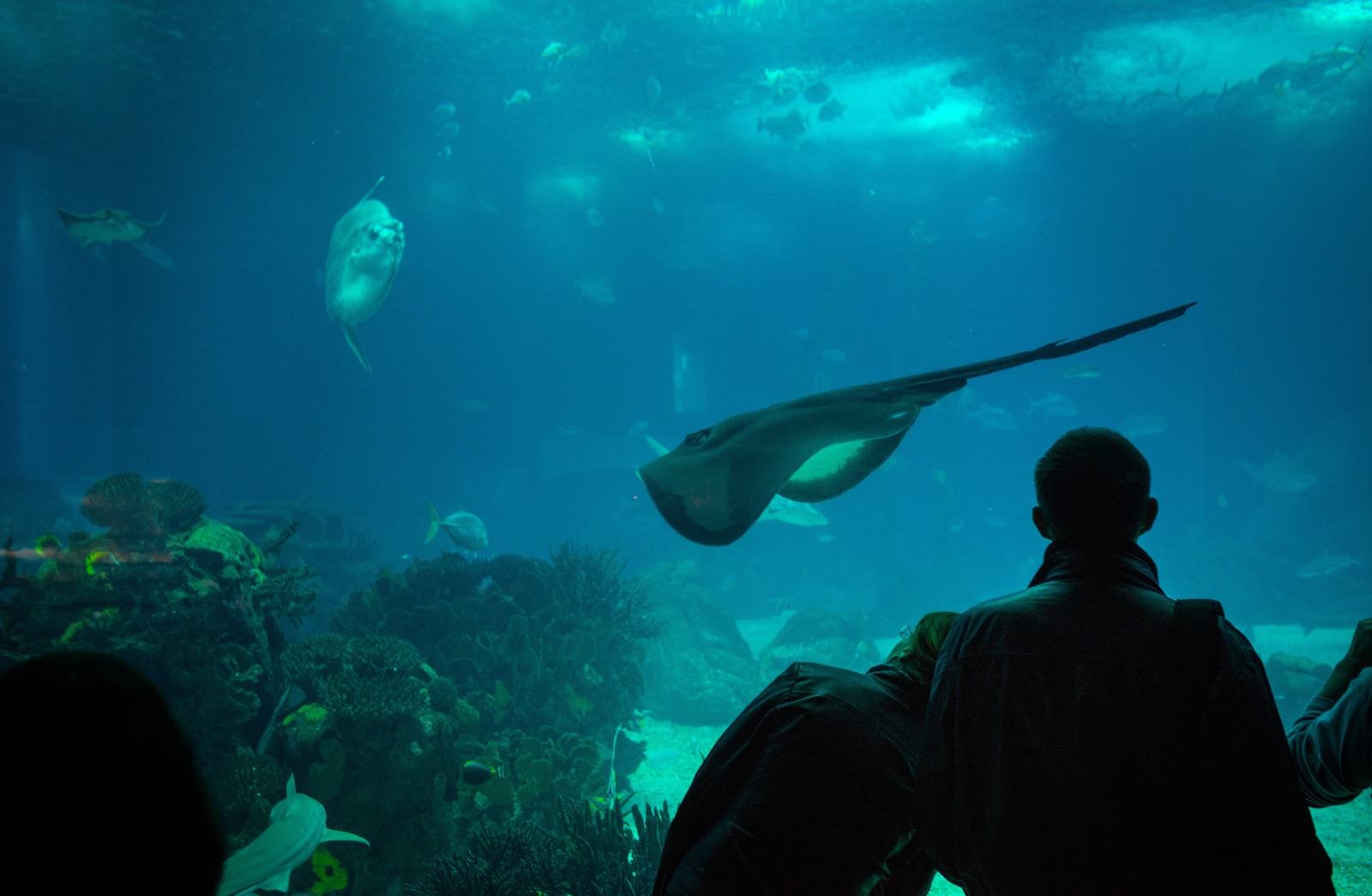 Admirer les poissons 