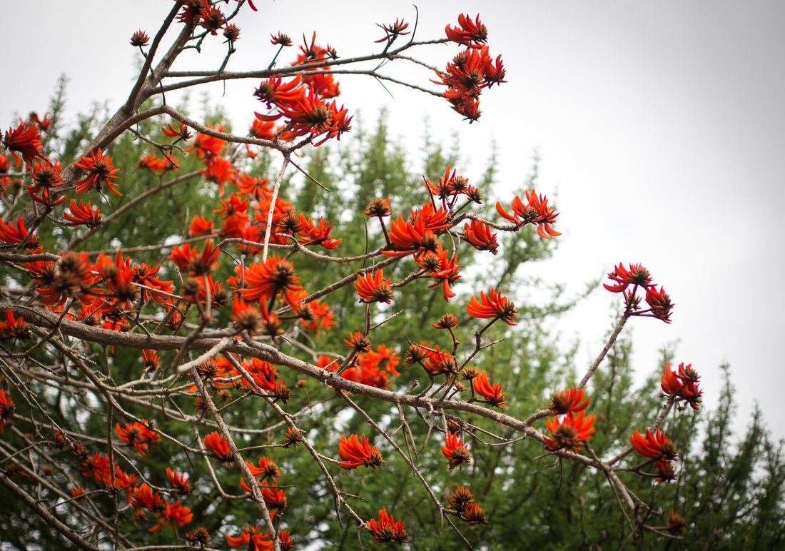 Le printemps est là