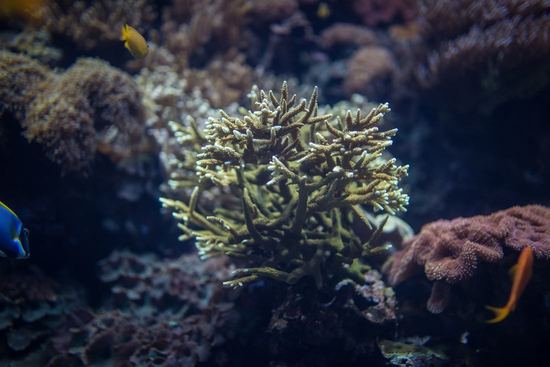 Corail de l'aquarium